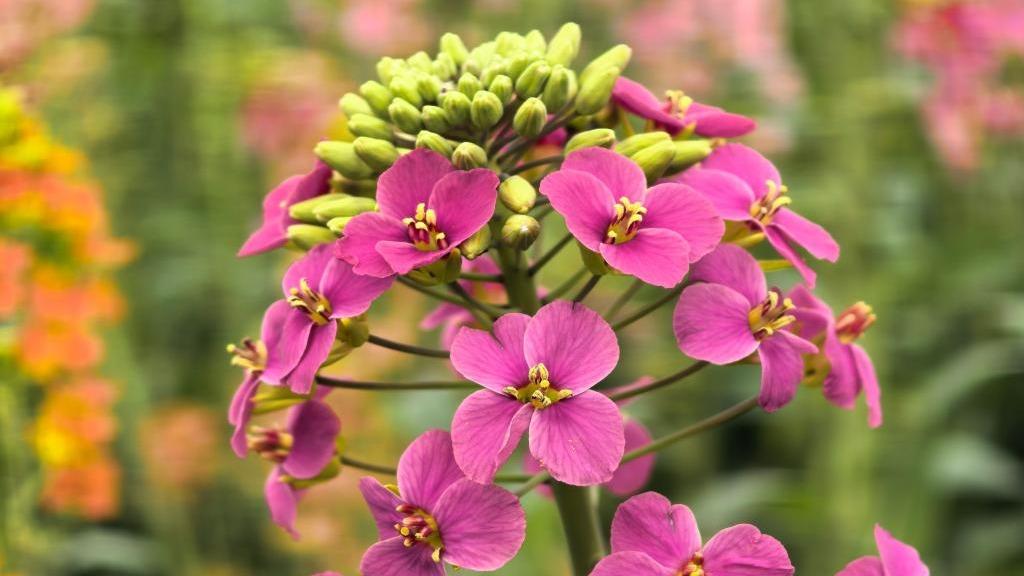 农业科学家“揭秘”：怎么给油菜花“绘”出80种色彩