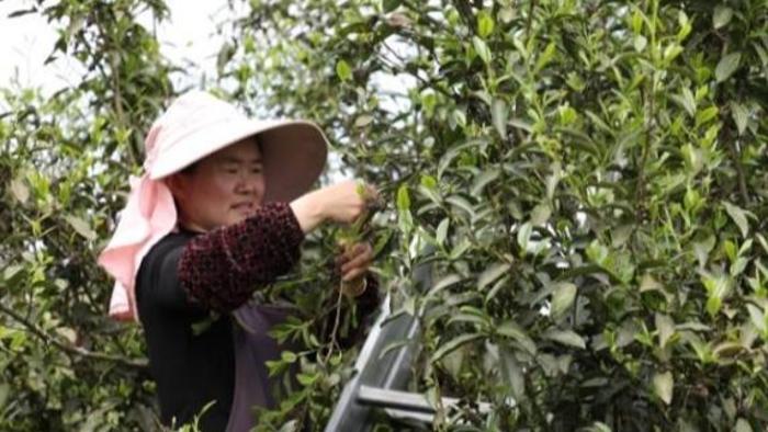 贵州沿河千年古茶树迎来开采季