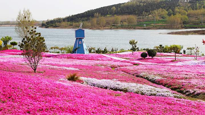 青岛：芝樱花盛开似粉红绒毯铺满大地
