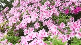 百花竞放 文旅融合绘就春日好时光
