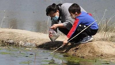 捕捞蝌蚪 童趣背后暗藏健康与生态警钟