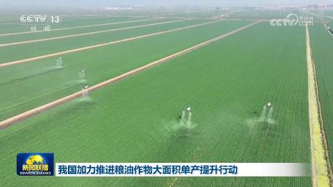 我国加力推进粮油作物大面积单产提升行动