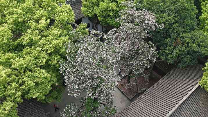 杭州：500余岁古楸树花迎盛花期