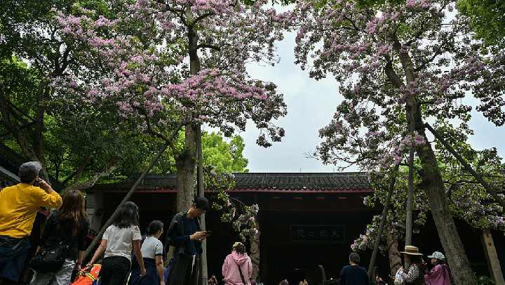 杭州：530余年古楸树“比翼双飞”绚烂绽放