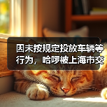 因未按规定投放车辆等行为，哈啰被上海市交通委罚款10万元
