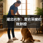 湖北巴东：果农采摘伦晚脐橙