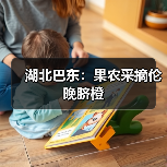 湖北巴东：果农采摘伦晚脐橙（图4）