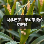 湖北巴东：果农采摘伦晚脐橙（图3）