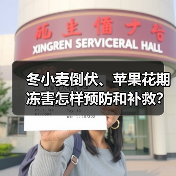 冬小麦倒伏、苹果花期冻害怎样预防和补救？专家支招