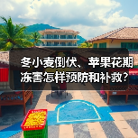 冬小麦倒伏、苹果花期冻害怎样预防和补救？专家支招（图3）