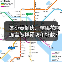 冬小麦倒伏、苹果花期冻害怎样预防和补救？专家支招（图4）