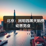 北京：圆明园黑天鹅携幼崽觅食（图3）