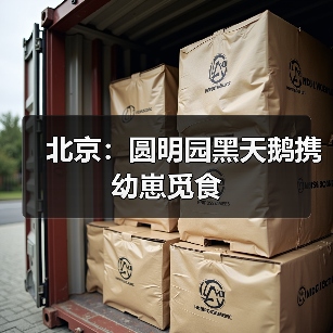 北京：圆明园黑天鹅携幼崽觅食
