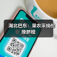 湖北巴东：果农采摘伦晚脐橙（图4）