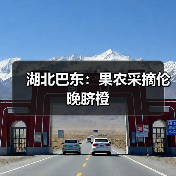 湖北巴东：果农采摘伦晚脐橙（图3）