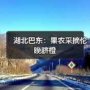 湖北巴东：果农采摘伦晚脐橙