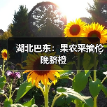 湖北巴东：果农采摘伦晚脐橙（图2）