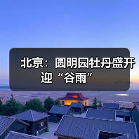 北京：圆明园牡丹盛开迎“谷雨”（图4）
