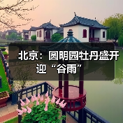 北京：圆明园牡丹盛开迎“谷雨”