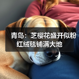 青岛：芝樱花盛开似粉红绒毯铺满大地