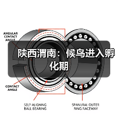 陕西渭南：候鸟进入孵化期