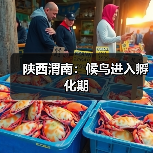 陕西渭南：候鸟进入孵化期（图2）