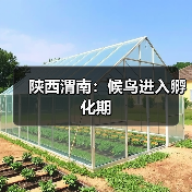 陕西渭南：候鸟进入孵化期（图4）