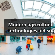 Modern agricultural technologies aid sugarcane planting in South China（图2）