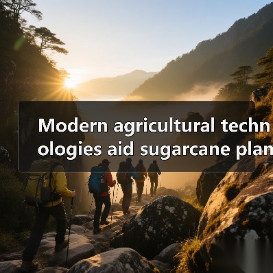 Modern agricultural technologies aid sugarcane planting in South China（图4）