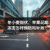 冬小麦倒伏与苹果冻害防控技术