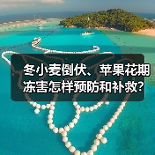 冬小麦倒伏、苹果花期冻害怎样预防和补救？专家支招（图2）
