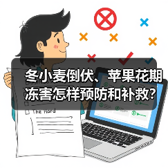冬小麦倒伏、苹果花期冻害怎样预防和补救？专家支招（图3）