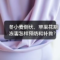 冬小麦倒伏、苹果花期冻害怎样预防和补救？专家支招（图4）