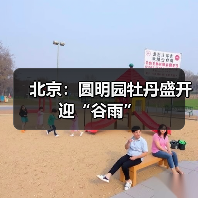 北京：圆明园牡丹盛开迎“谷雨”（图2）