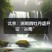 北京：圆明园牡丹盛开迎“谷雨”（图3）