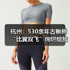 杭州：530余年古楸树“比翼双飞”绚烂绽放（图2）