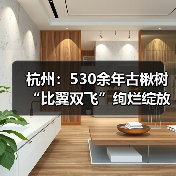 杭州：530余年古楸树“比翼双飞”绚烂绽放（图3）