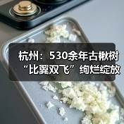 古树奇观：双树绽放惊艳亮相