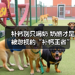 补钙别只喝奶 奶酪才是被忽视的“补钙王者”（图3）