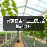 新疆昌吉：三工镇万亩桃花盛开（图2）