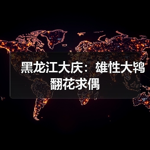 黑龙江大庆：雄性大鸨翻花求偶