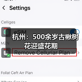 杭州：500余岁古楸树花迎盛花期（图3）