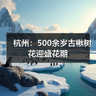 杭州：500余岁古楸树花迎盛花期（图4）