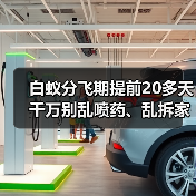 白蚁分飞期提前20多天 千万别乱喷药、乱拆家具（图4）