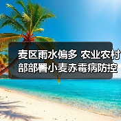 麦区雨水偏多 农业农村部部署小麦赤霉病防控工作