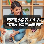 麦区雨水偏多 农业农村部部署小麦赤霉病防控工作（图4）