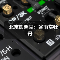 北京圆明园：谷雨赏牡丹（图2）