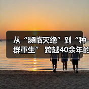 从“濒临灭绝”到“种群重生” 跨越40余年的保护行动让“荒野精灵”重返家园