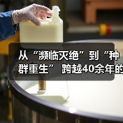 从“濒临灭绝”到“种群重生” 跨越40余年的保护行动让“荒野精灵”重返家园（图4）