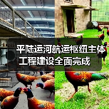 平陆运河航运枢纽主体工程建设全面完成（图3）